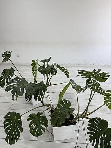 Монстера деликатесная (Monstera deliciosa) в декоративном кашпо - — 2