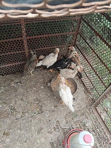 курица: Продаю | Цыплята | Дакан — 6