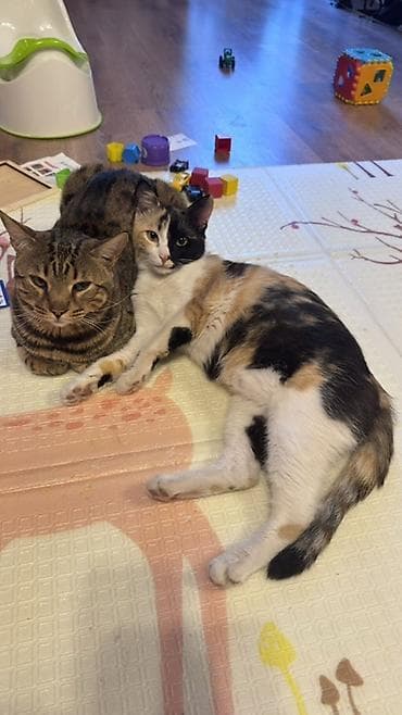 игрушка для котят: Кошка даром: Беспородная, 1 год, Девочка — 2
