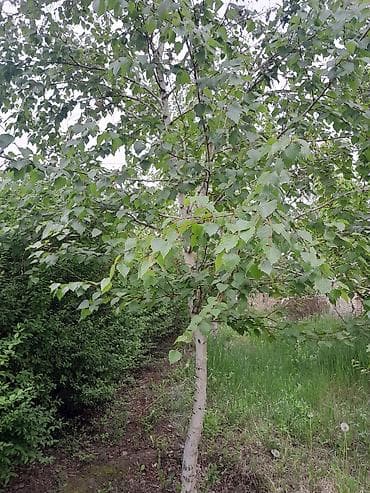 фруктовое дерево: Живая изгородь и садовые деревья для участка - Плотная живая изгородь — 5