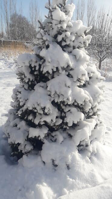 купить музыкальную шкатулку: Искусственная ёлка, разборная 1000сом - Материал: ПВХ/ПЭ с — 8