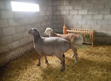 домик для кроликов: Продаю | Баран (самец) | Полукровка | На забой — 1