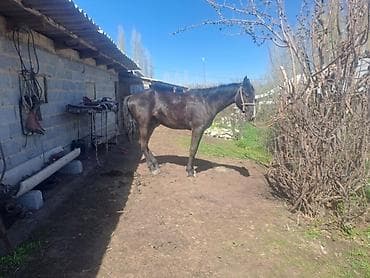 Продаю | Жеребец | Рабочий