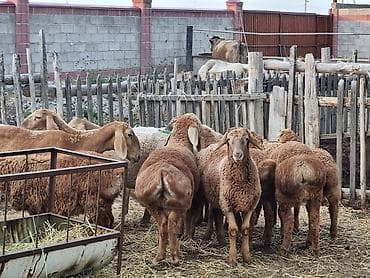 кошки бишкек купить: Продаю | Баран (самец) | Арашан | На забой | Племенные — 3