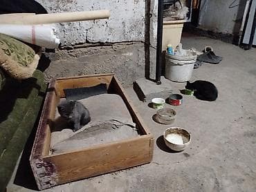 костюм животных: Отдам котят в добрые руки. - Возраст: малыши на фото, рядом с — 1