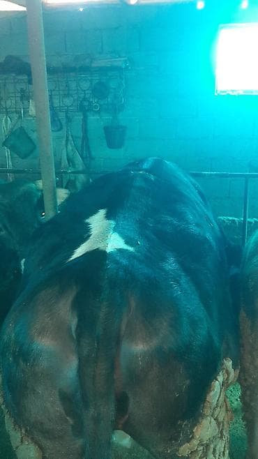 Зоотовары: Продаю | Корова (самка) | На откорм | Привязанные — 2