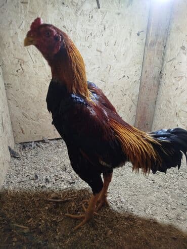 ак кой: Дакан короз сатылат Бир козу ачык кор активный алмашу жолдору бар — 2