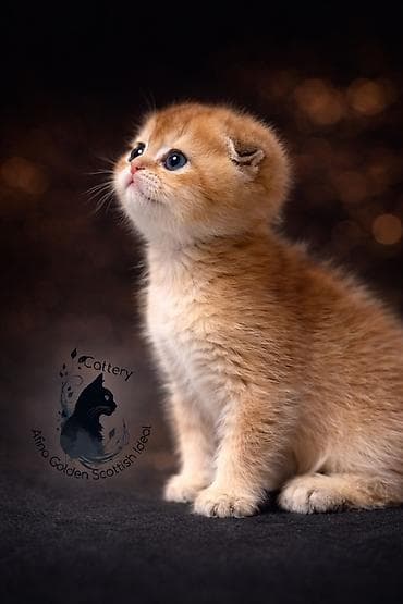 цена сфинкса: Скотиш Фолд (Шотландская вислоухая), 2 месяца, Мальчик, Золотая шиншилла, Приучена к лотку — 3