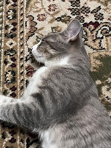 корм для котят: Мальчик, Приучена к лотку, Проглистована, С прививками — 2