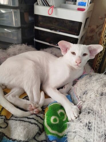 продам кота доска объявлений: Ориентальная, 4 месяца, Мальчик, Белый, Приучена к лотку, Проглистована, С документами — 17