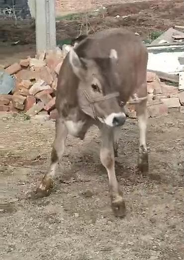 мини хайленд купить: Продаю | Бык (самец) | На откорм | Племенные — 3