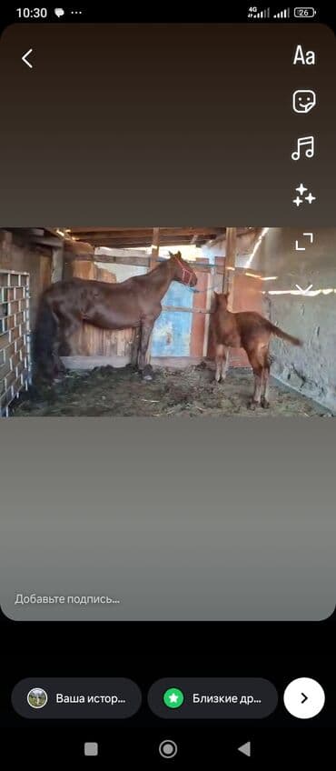 купить породистую собаку: Продаю | Кобыла (самка) | Для разведения — 2