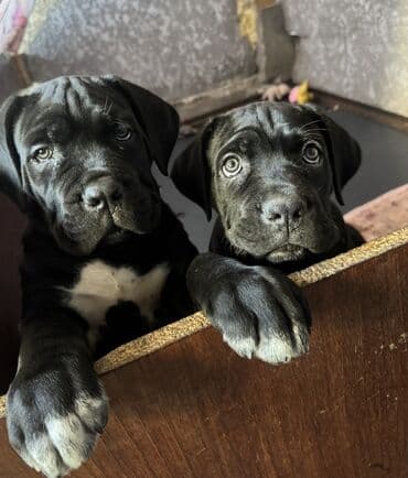 цена французский бульдог: Кане-корсо, 2 месяца, Самец, С прививкой — 8