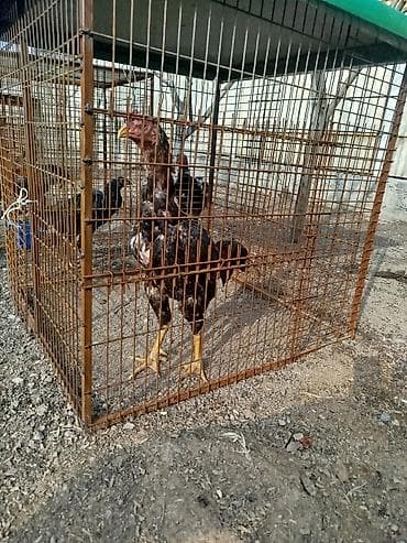 кормушки для птиц: Дакан тулок короздор сатылат активный алмашу жолдору бар адрес — 4