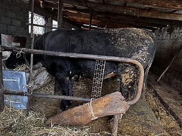 продажа курей: Продаю | Бык (самец) | На откорм | Привязанные — 3