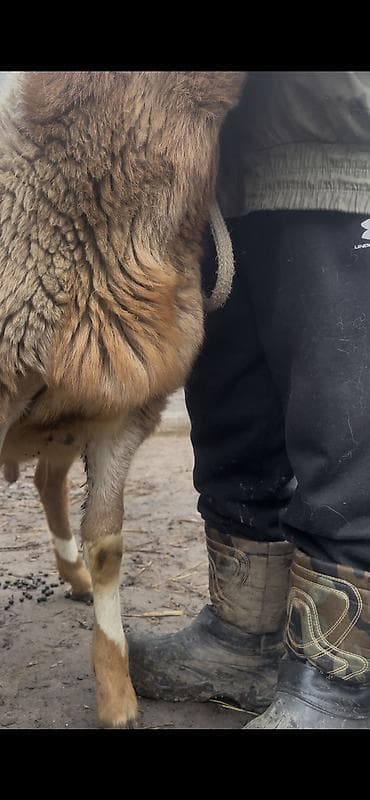 кыргыз довот ит: Сатам | Козу, Кочкор (эркек) | Арашан | Көбөйтүү үчүн — 4