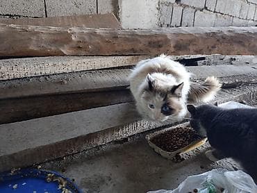 куплю сиамского котенка: Кошка даром: Сиамская, 2 года, Мальчик, Проглистована, С прививками — 4