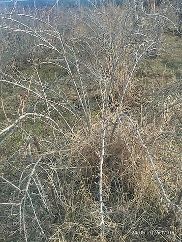 яблоко сорт семеренко: Саженцы Смородины КАПИТАНКА (поросль от взрослого куста) - — 1