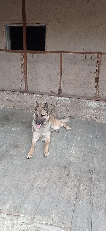 Бельгийский овчарка 10 месяцев кабель срочно чынжыр ошейник уясын