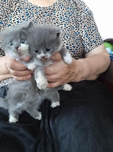 кошка каракол: Отдадим котят в добрые и заботливые руки. На полчаса поиграться не — 1