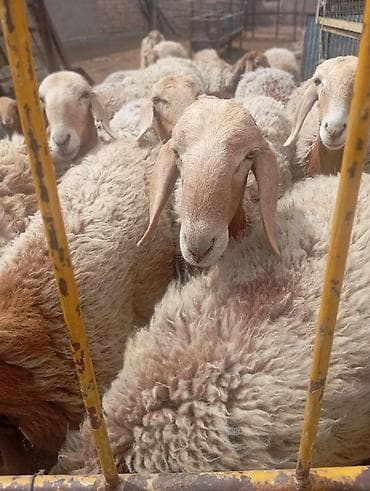 ак жугору: Арашан койлор сатылат баасы келишим турундо — 1