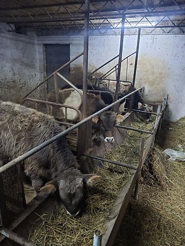 коровы симентал: Продаю | Бык (самец) | Алатауская, Швицкая, Полукровка | Для разведения, На откорм | Привязанные, Искусственник — 6