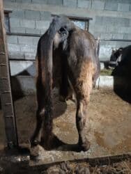 продажа щенков немецкой овчарки с документами в бишкеке: Сатам | Уй (ургаачы) | Алатоолук | Көбөйтүү үчүн, Сүт алуу үчүн | Бооз, Асыл тукумдуу — 6