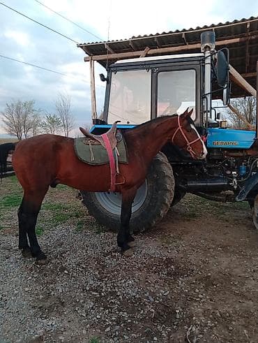 драбилка для зерно: Продаю | Жеребец | Конный спорт — 6