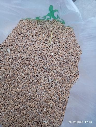 ячм: 3 в 1 ячмен кукуруза пшеницы 26с Отруби улпак кебек рознычный 22 сом — 9