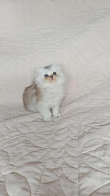 сколько стоит сиамский котёнок: Шотландские котята возраст полтора месяца, обучен всему этикету. доп — 2