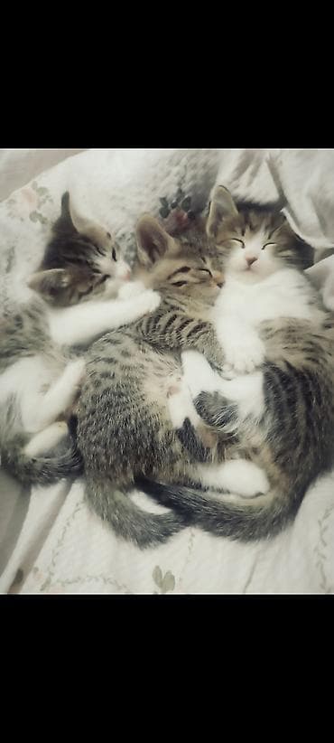 scottish fold: Котята, домашние, короткошёрстные, тигрово-белого окраса. Отдадим — 2