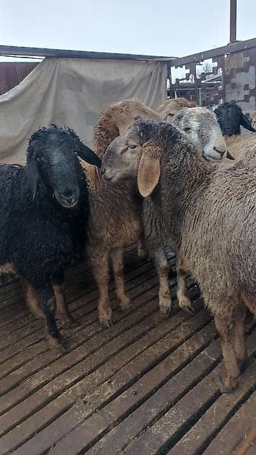 А\ч жаныбралары үчүн товарлар жана шаймандар: Сатам | Ургаачы кой (ургаачы) | Көбөйтүү үчүн | Асыл тукумдуу — 1