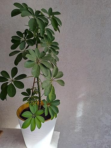Шефлера (Schefflera) в декоративном кашпо - Компактное древесное