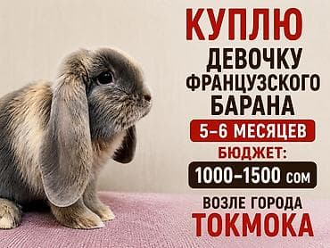 скупка курей: Куплю самку французского барана 5-6 месяцев — 1