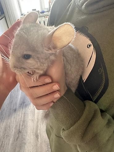 Осторожно… можно влюбиться с первого взгляда 😍🐭 Продаются малыши — 3