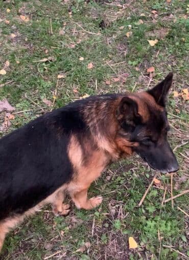 отдам щенка в хорошие руки бишкек: Продаются щенки немецкой овчарки. Родились в 01.11.25 г. черпачного — 8