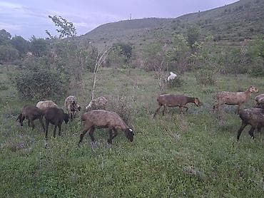 Животные: Продаю | Овца (самка) | Для разведения | Матка — 2