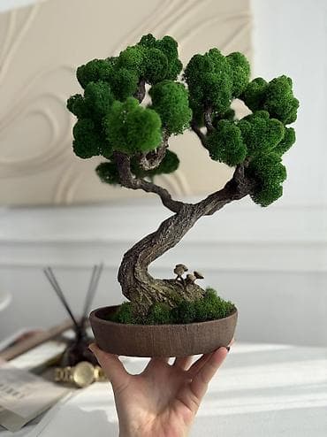 обмен на комнатные цветы: В переводе с японского Бонсай означает «дерево, выращенное в блюде» — 2
