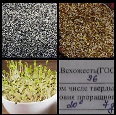 продаю кукуруз: Семена кормовых растений: Люцерна — 1