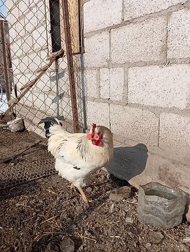 Зоотовары: Продаю | Петух | Для разведения — 2