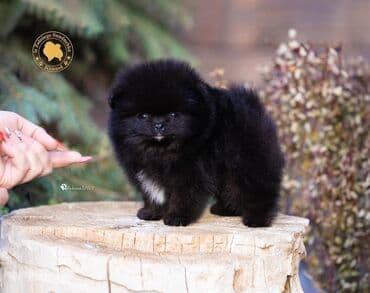 немецкая овчарка шенок: Шпиц, 2 месяца, Самец, С прививкой — 1