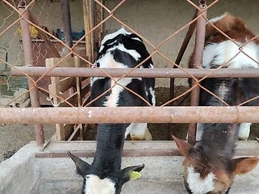 кыргыз довот ит: Сатам | Музоо | Аргын | Бордоп семиртүү үчүн | Байланган — 10