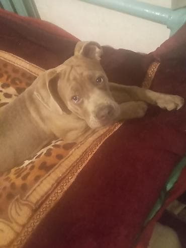 Аквариумы: Кане-корсо, 4 месяца, Самка, С прививкой — 3