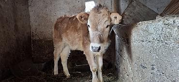 Продаю | Корова (самка), Тёлка