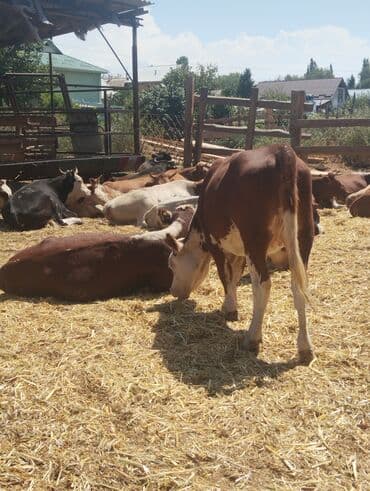 продажа ротвейлеров: Продаю | Корова (самка) | Полукровка — 3