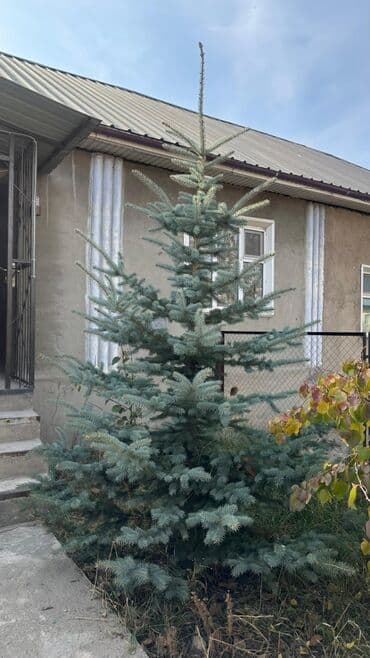 саженцы туя колоновидный: Ели голубые (Picea pungens Glauca), взрослые, сформированные. - Хвоя — 3