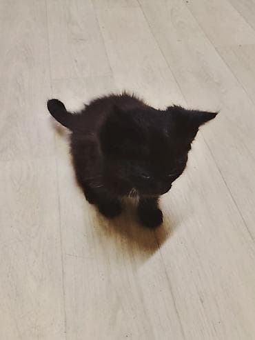 scottish fold: Беспородная, 1 месяц, Девочка, Приучена к лотку — 3