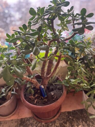 Упаковочные товары: Продаю цветок денежное дерево!Ещё этот цветок толстянка~ домашний — 3