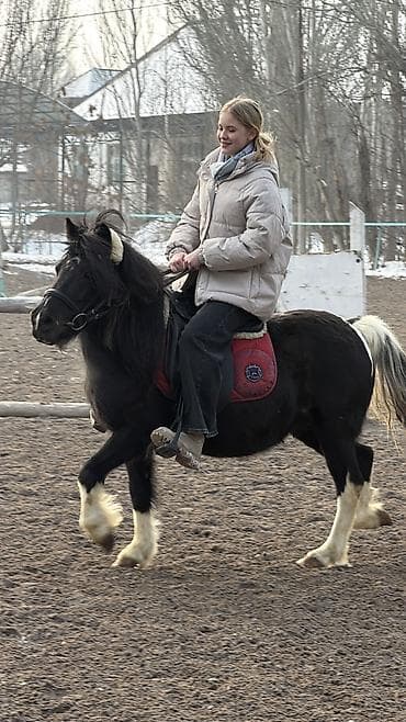 продаю баран буденовка: Продаю | Кобыла (самка) | Для разведения, Рабочий, Конный спорт — 8