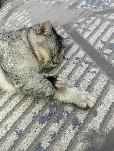 Ветеринар кызматы: Порода: кошка шерстью, окрас «серебристый шиншилла/серебристый — 2